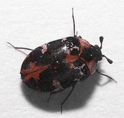 Adult anthrenus scrophulariae