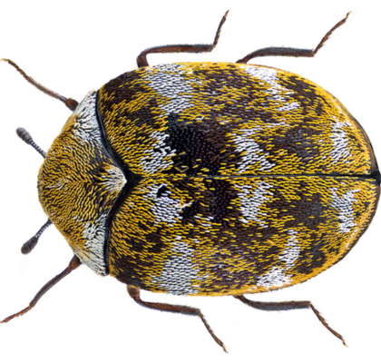 Adult anthrenus verbasci seen from above