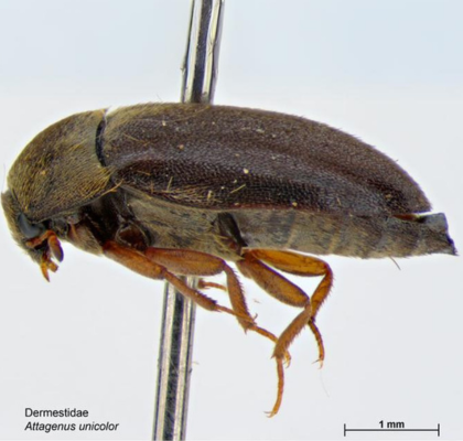 Adult attagenus unicolor