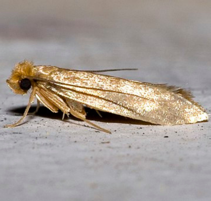 Adult Clothes Moth