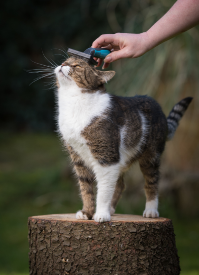 Animals' grooming is important during hot weather