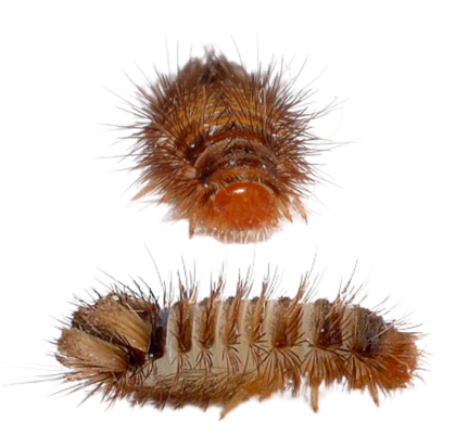 Anthrenus verbasci larvae front and side