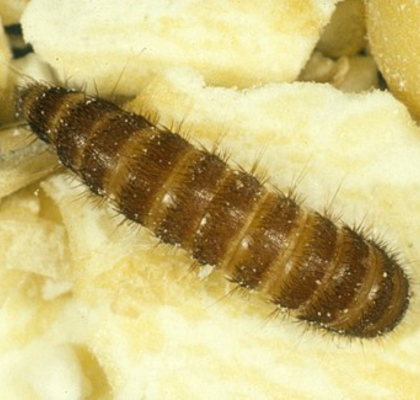 Attagenus unicolor larvae