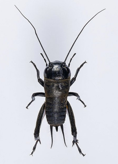 Crickets (family Gryllidae), scientists have suggest it to be the true cricket.