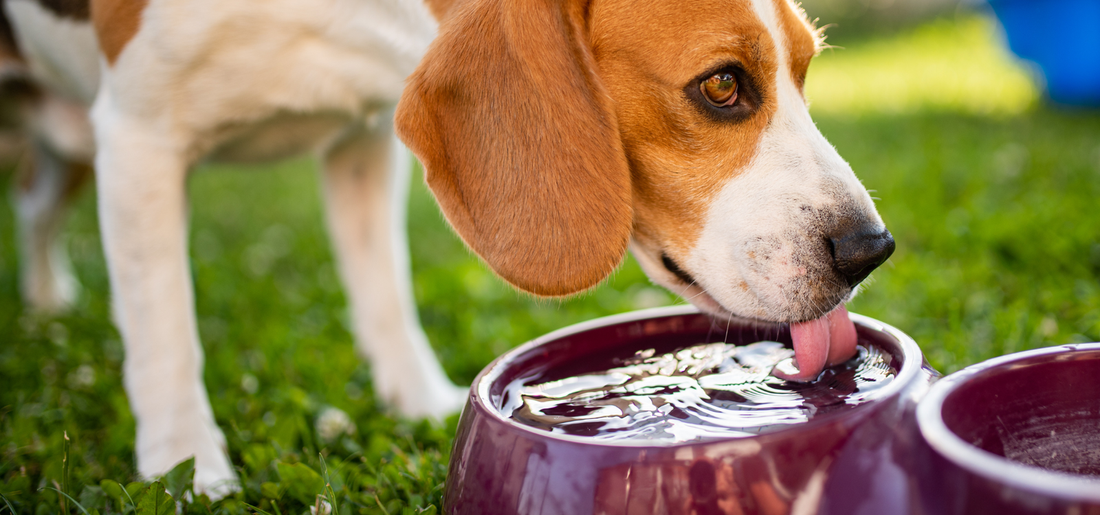 Keeping your animal hydrated is essential for their good health.