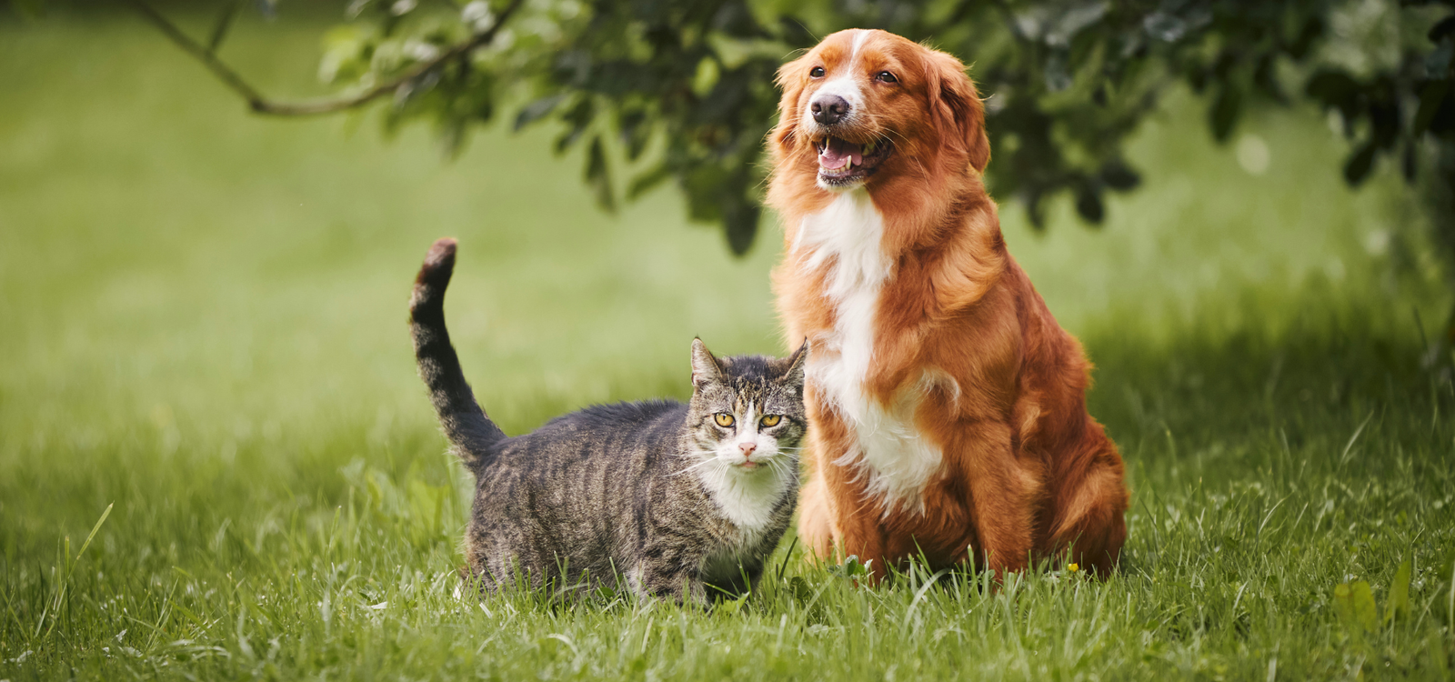 Pets need shade during hot days