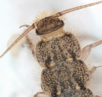 Silverfish head close-up