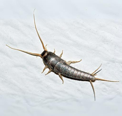 Silverfish (Lepisma saccharinum)