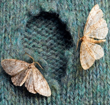 Two adult clothes moths eating a piece of fabric