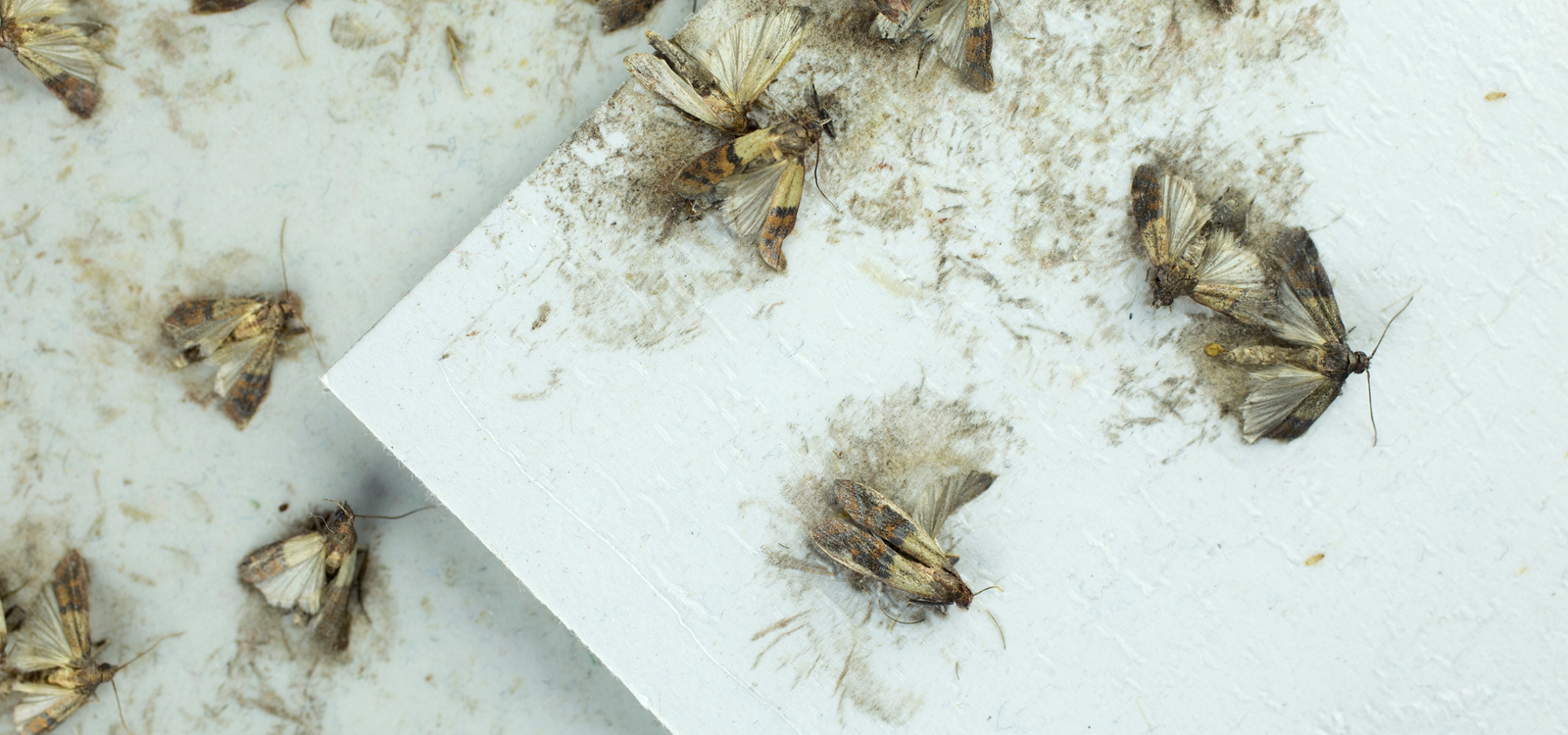 Dead moths